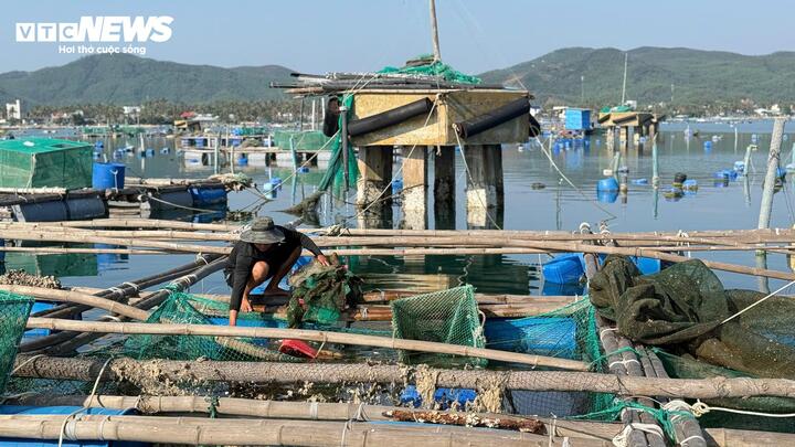 Gia đình ông Phạm Bá Phong (phường Sông Cầu), hơn 4.000/5.000 con tôm hùm bị chết, lồng bè hư hỏng nặng, tổng thiệt hại gần 1 tỷ đồng. Không còn vốn tái sản xuất, ông chỉ dám nuôi lại số lượng nhỏ. "Chúng tôi biết nuôi tôm ngoài vùng quy hoạch nên không nhận được tiền hỗ trợ thiệt hại sau bão lũ. Không còn vốn để tái sản xuất nữa" - ông Phong nói.