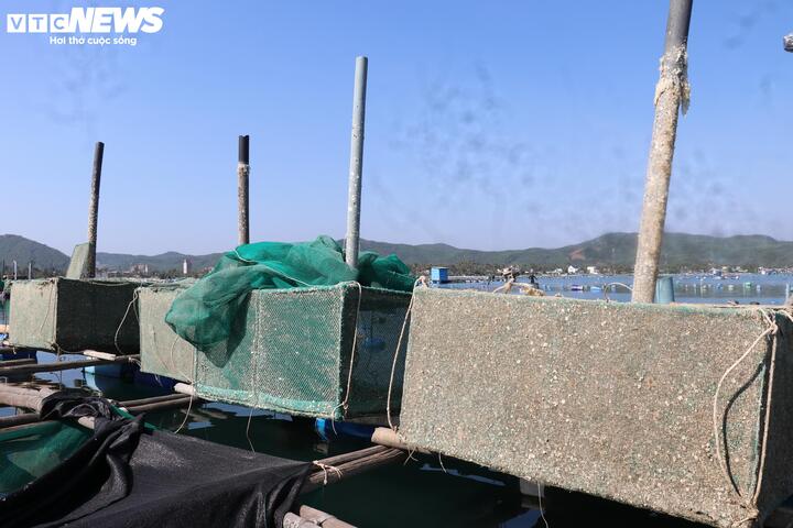 Lồng bè "phơi nắng. phơi sương" do không đủ điều kiện để tái sản xuất.