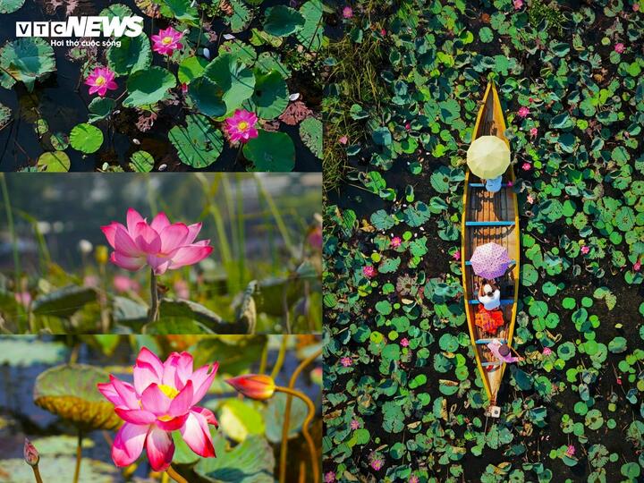 Với chu vi khoảng 20km, đầm Trà Ổ được bao bọc bởi những cánh đồng sen bát ngát. Nhìn từ trên cao, những đầm sen tự nhiên tựa như một thảm lụa xanh mướt trải dài dưới nắng.