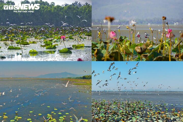 Ngoài ra đầm nước lợ này còn là "thiên đường" trú ngụ, kiếm ăn của các loài chim trời.