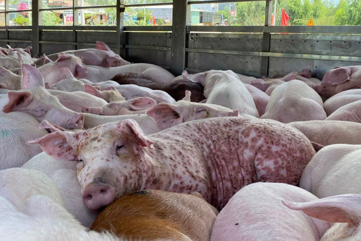 Thịt lợn nhiễm dịch tả châu Phi có an toàn khi nấu chín? (Ảnh minh họa)