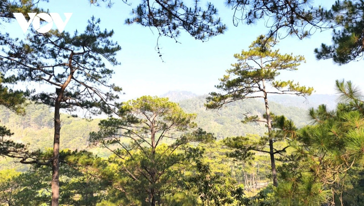 Sau sáp nhập hành chính với Bình Thuận và Đắk Nông, tỉnh Lâm Đồng mới hiện có diện tích rừng lớn nhất cả nước với hơn 1,128 triệu ha