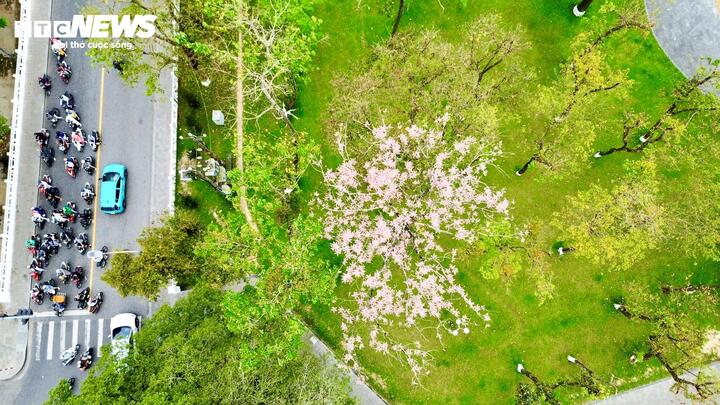 Khi hoa ngô đồng khoe sắc làm rực lên sắc hồng tím rất bắt mắt, vẻ đẹp của hoa thu hút mọi ánh nhìn, thậm chí làm lu mờ vẻ đẹp của nhiều loại cây xung quanh.