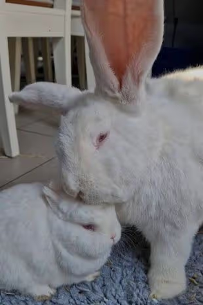 Hai chú thỏ được huấn luyện kỹ lưỡng nên sinh hoạt rất gọn gàng.