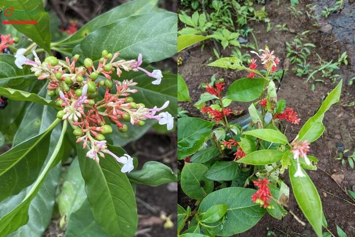 6 loại cây có tác dụng đuổi rắn khỏi nhà 22 ba gac hoa do 3 19555803