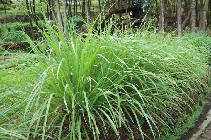 6 loại cây có tác dụng đuổi rắn khỏi nhà 20 sa 19555987