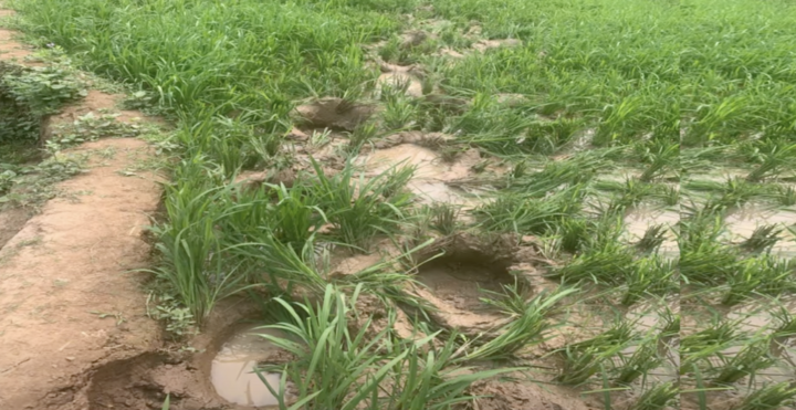 Voi rừng phá hoại hoa màu tại Bản Kéo. (Ảnh: HMTV)