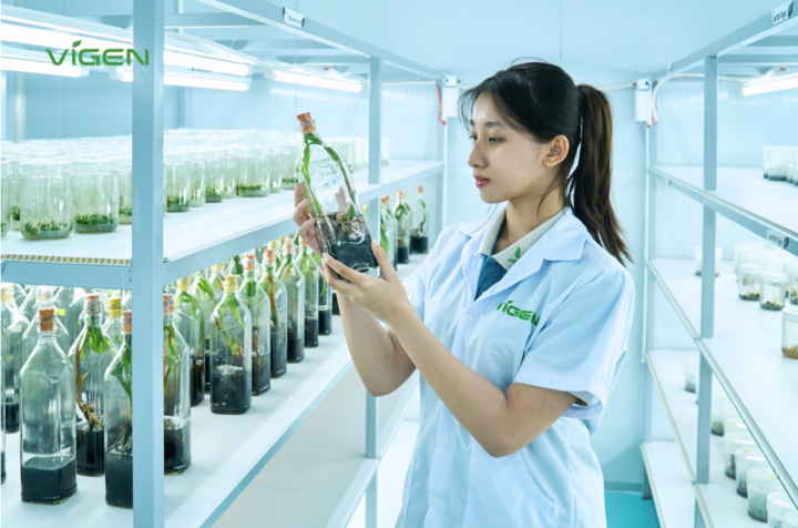 Từng lô cây giống cấy mô của ViGen được giám sát chặt chẽ về độ sạch bệnh và tốc độ phát triển