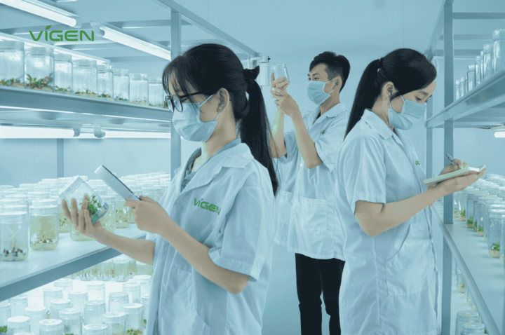 Mỗi mô cây giống đều được kiểm tra đội ngũ chuyên gia ViGen kiểm tra nghiêm ngặt trước khi cung ứng ra thị trường