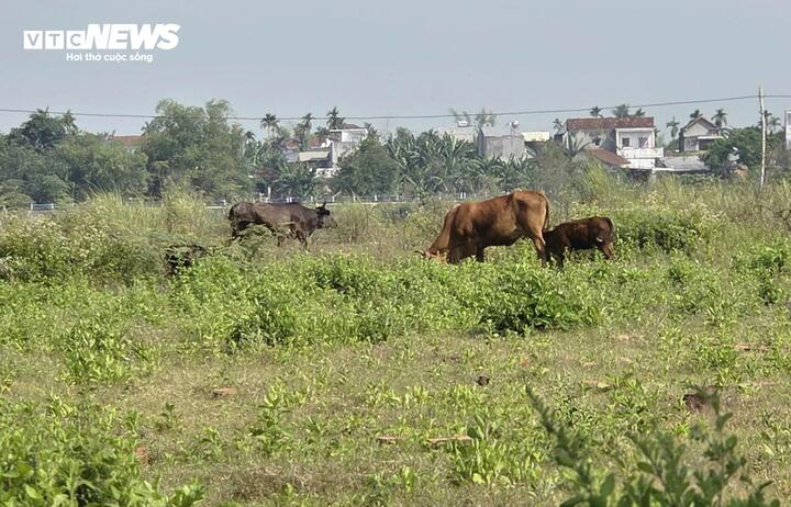 Ghi nhận thực tế cho thấy nhiều hạng mục thi công dang dở, cỏ dại mọc um tùm, hệ thống thoát nước hư hỏng, vật liệu xây dựng bị bỏ ngổn ngang. Một số khu vực bị người dân tận dụng để chăn thả bò hoặc canh tác tạm thời, làm mất mỹ quan và ảnh hưởng đến quy hoạch chung.