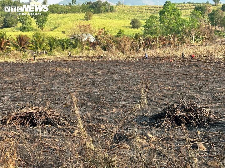 Ruộng mía của gia đình ông Nguyễn Văn Lựa bị cháy trơ trọi.