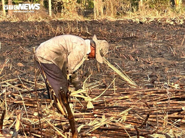 Người dân thu hoạch phần mía còn lại sau khi bị cháy rụi.