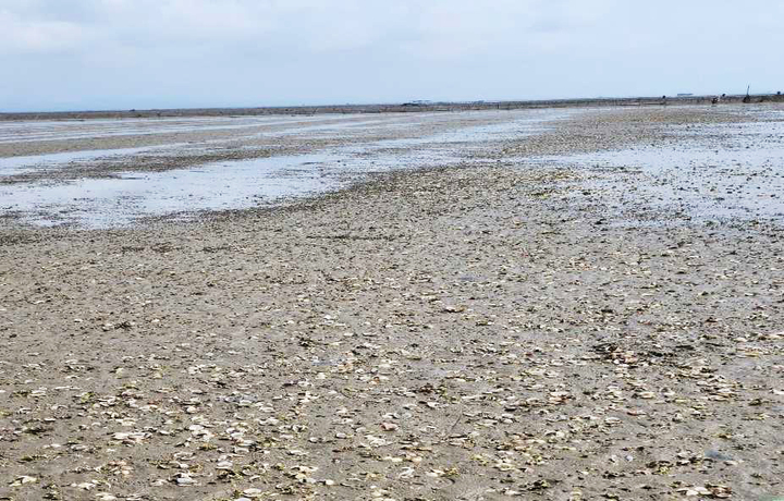 Tình trạng ngao chết cũng xuất hiện tại xã Quảng Hà, tỉnh Quảng Ninh.