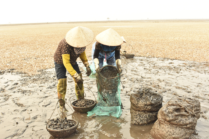 Chi phí thuê nhân công thu dọn vỏ ngao cũng lên cả trăm triệu đồng.