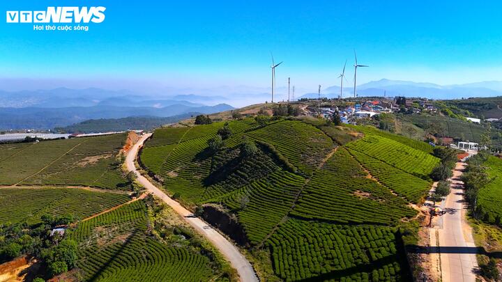 Đến năm 1927, những người chủ Pháp đã cho thành lập Sở trà Cầu Đất với diện tích trồng và khai thác chè trên 600 ha. Đây là một trong những vùng trồng chè quy mô lớn và bài bản nhất Đông Dương thời bấy giờ. Cầu Đất Farm ngày nay chính là sự tiếp nối của Sở trà Cầu Đất trước đây – nơi từng vận hành như một trung tâm sản xuất chè hiện đại theo tiêu chuẩn châu Âu.