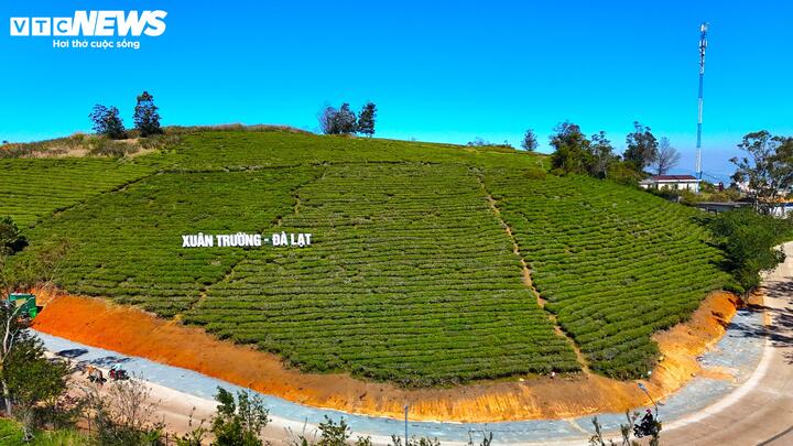 Lượng mưa trong năm rất ít, mùa khô kéo dài nên sản lượng chè thu hoạch không nhiều. Tuy nhiên bù lại hàm lượng chất kết tinh trong lá chè rất cao, hương vị đậm đà. Chính vì thế nên chè trồng ở đây luôn bán được giá cao hơn so với những khu vực khác.