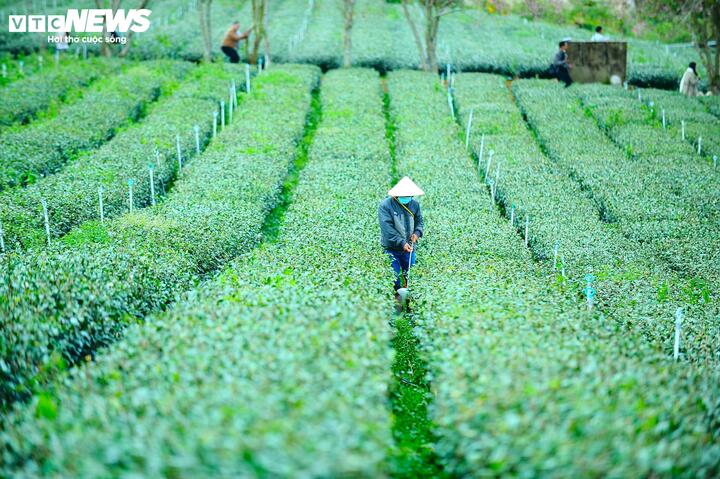 Hàng ngày, các công nhân vẫn miệt mài chăm sóc từng gốc chè cần thận.