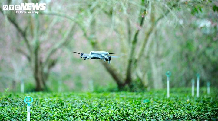 Đồi chè cũng trở thành điểm săn ảnh yêu thích của nhiều người.