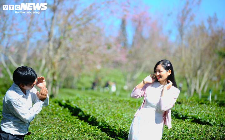 Bên dưới những gốc mai anh đào rực rỡ, những luống chè xanh mướt tạo nên không gian giàu sức sống. Chị Trần Thu Hiền (du khách TP.HCM) chia sẻ: "Ở đây rất đẹp. Tôi thích cảm giác mây trôi bồng bềnh và quấn quýt bên những vườn chè nơi đây. Mọi thứ đều dễ thương".