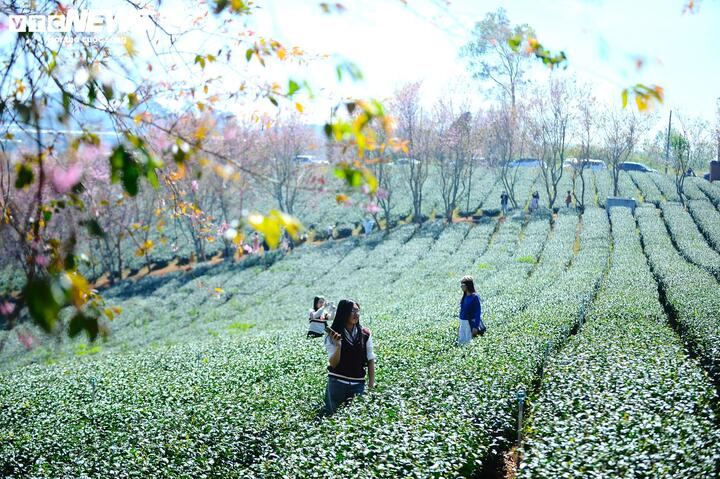 Nếu như trước đây, đồi chè Cầu Đất gắn liền với hình ảnh lao động sản xuất, thì trong vài năm trở lại đây, nơi này đã “lột xác” mạnh mẽ để trở thành một trong những điểm tham quan du lịch nổi bật của Đà Lạt.