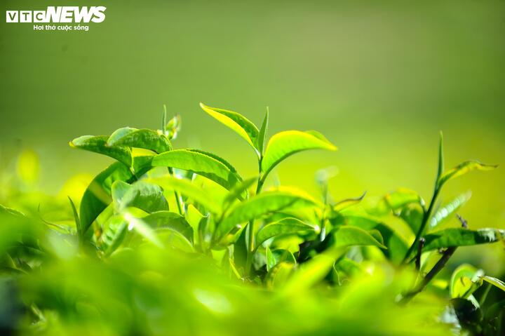 Những búp chè xanh mướt vươn mình trong nắng.