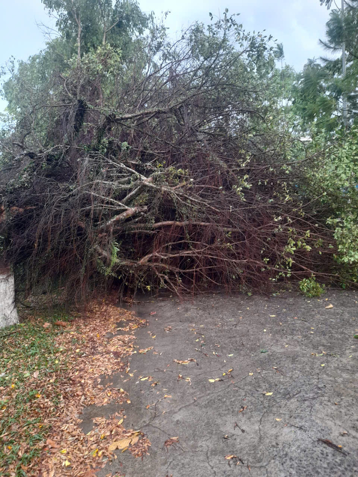 Cây xanh ở Bảo Lộc bị đổ ngã do lốc xoáy.