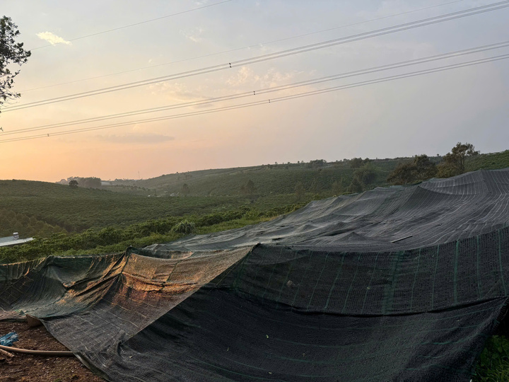 Vườn của người dân cũng bị lốc xoáy quật ngã.