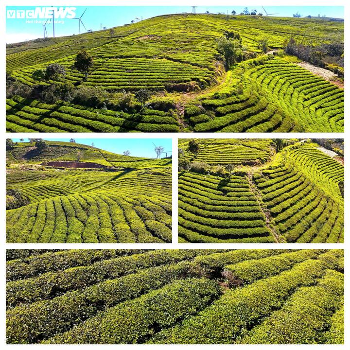 Không chỉ là một vùng nguyên liệu, nông trường chè Cầu Đất còn là nơi gắn bó với đời sống của nhiều thế hệ công nhân. Hiện nay, do nhiều nguyên nhân mà diện tích trồng chè tại đây đã giảm xuống còn khoảng 230 ha, trong đó chủ yếu là giống trà xanh TB14, trà đen cùng khoảng 30 ha giống trà Ôlong của Đài Loan.