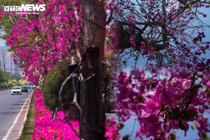 Dưới cái nắng đặc trưng của tháng 4, sắc hồng của hoa giấy càng trở nên nổi bật trên tuyến đường 3/2. Các hàng cây có kích thước đồng đều, thể hiện sự đầu tư và chăm sóc công phu của lực lượng cây xanh đô thị.