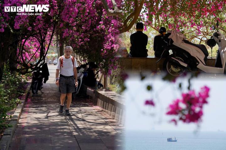 Với lợi thế địa hình đặc trưng, khu vực này nhanh chóng trở thành điểm dừng chân quen thuộc của nhiều du khách, đặc biệt là giới trẻ đến chụp ảnh. Người dân địa phương cho biết, vào những ngày nắng nóng, khu vực dưới các giàn hoa giấy ven biển thường xuyên đông người đến nghỉ chân, ngắm cảnh.