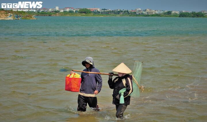 Người dân Gia Lai phơi nắng, ngâm mình 10 tiếng giữa cửa biển cào ốc ngọc trai - 15