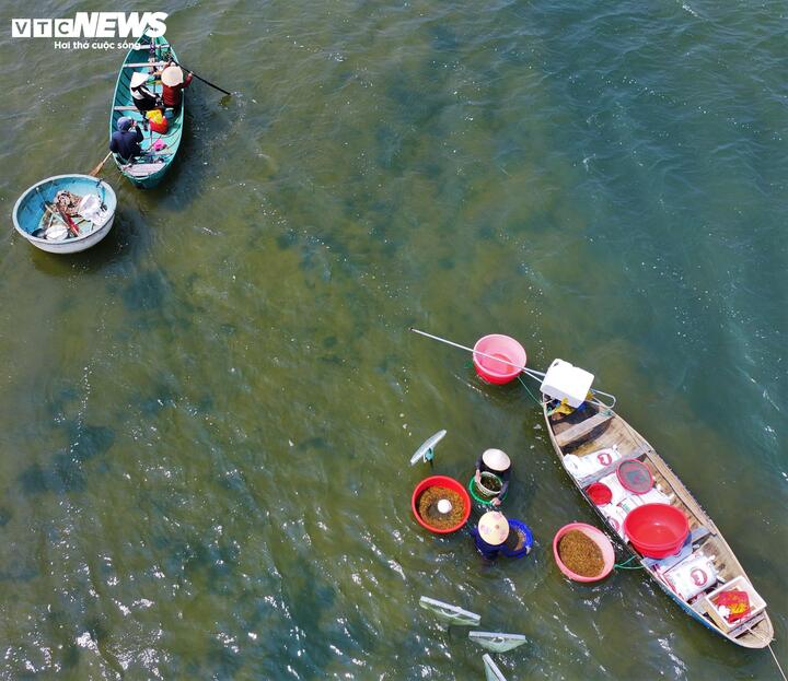 Nghề cào ốc xếp khi vào mùa tại cửa biển An Dũ không dành cho những người yếu sức, trung bình mỗi ngày người dân mất khoảng 10 giờ ngâm mình mới cào đủ lượng ốc mang đi bán.