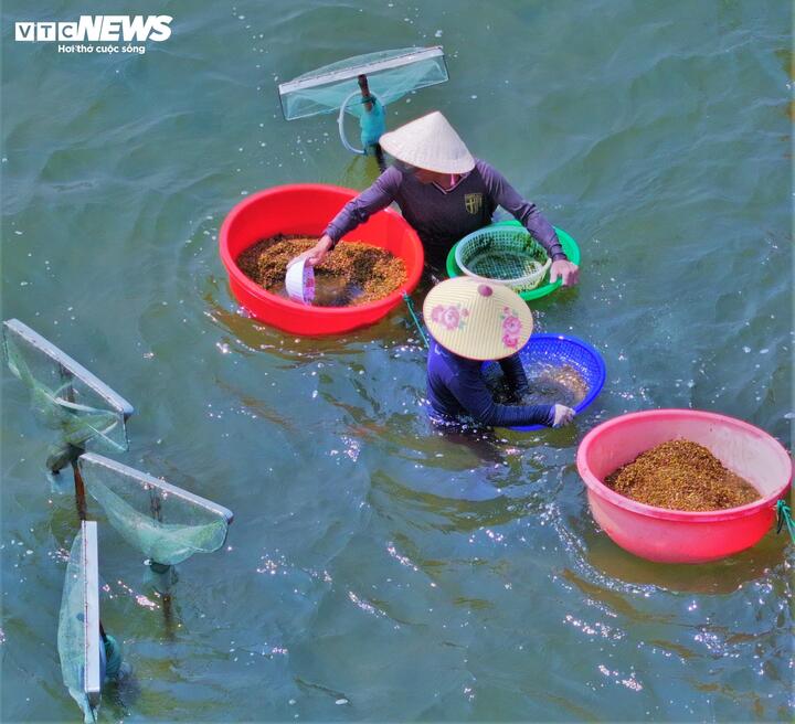 "Vào mùa, gia đình hai vợ chồng tôi chăm chỉ có thể cào được từ 300-400kg ốc xếp mỗi ngày, với giá thu mua hiện tại khoảng 2.500 - 3.000 đồng/kg khi trừ hết các chi phí thì mỗi người cũng thu được từ 500.000 - 1.000.000 đồng/ngày.