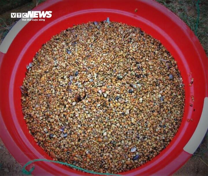 Ốc xếp là loại ốc nhỏ li ti bám trong bùn cát, thường có quanh năm nhưng cao điểm vào sau những cơn mưa đầu mùa, khi nước sông đục ngầu, ốc nổi nhiều. Đây là nguồn thức ăn tươi, giá rẻ cho cho các vựa nuôi tôm hùm trên cả nước.