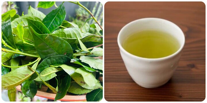 Nước chè xanh tốt cho sức khỏe nhưng không phải ai cũng uống được