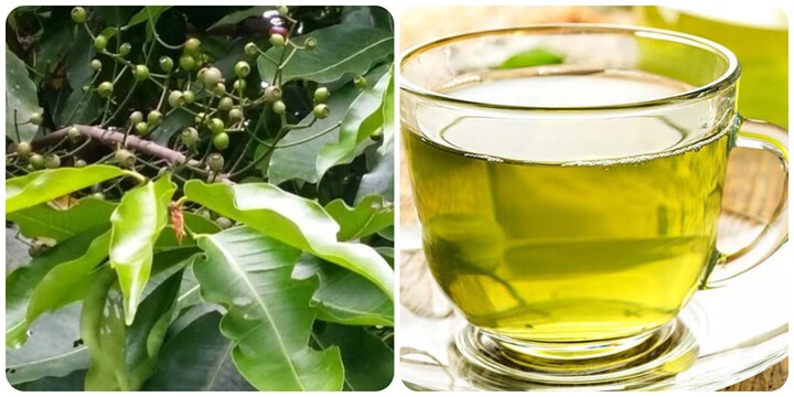 Nước lá vối là thức uống lành mạnh tốt cho sức khỏe