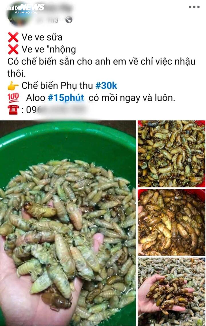 Chủ tài khoản mạng xã hội ở TP Huế rao bán ve non làm món nhậu với giá 170 ngìn đồng/100 con và phụ thu thêm 30 nghìn đồng nếu khách hàng có nhu cầu chế biến thành món ăn thành phẩm (chưa bao gồm tiền ship). (Ảnh: MXH)