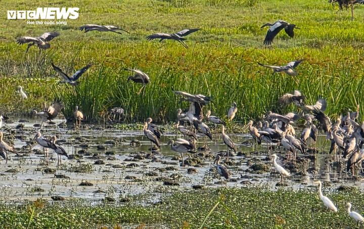 Ông Nguyễn Phú (trú phường Tuy Hòa) cho biết, cánh đồng này bị bỏ hoang từ lâu khi xây dựng đường, người dân tận dụng trồng rau muống để kiếm thêm thu nhập. Phát hiện ruộng có nhiều ốc nên cò ốc tìm đến ăn, vì đây là món "khoái khẩu" của cò ốc và chúng chỉ ăn ruột ốc, bỏ lại vỏ. "Nhìn thấy đàn cò ốc đến ăn ốc bươu vàng, nông dân rất vui mừng. Người dân cùng nhau bảo vệ đàn cò, không cho ai săn bắt" - ông Phú nói.
