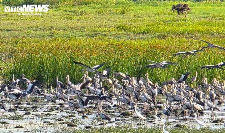 Cò nhạn là loài chim di cư, thường xuất hiện thành đàn lớn tại miền Tây và miền Trung của nước ta.