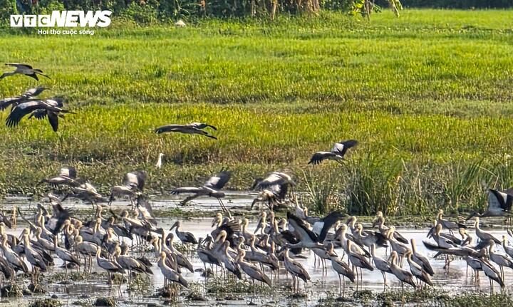 Cò nhạn có trọng lượng khoảng 1-1,5kg, chim trưởng thành có chiều cao lên đến 50cm, chiều dài sải cánh khoảng 1m.