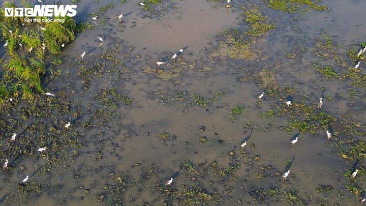 Ngày 15/3, lãnh đạo phường Tuy Hòa (Đắk Lắk) cho biết, đàn cò nhạn khoảng 1.000 con xuất hiện tại cánh đồng đường Trần Phú khoảng 5 ngày nay.