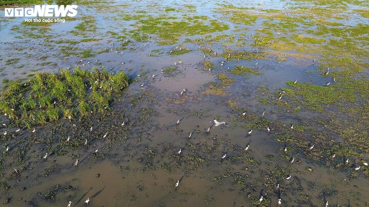 Theo UBND phường Tuy Hòa, đơn vị đã đẩy mạnh tuyên truyền, vận động người dân không săn bắt, bẫy bắn hay xua đuổi, đồng thời kêu gọi cộng đồng chung tay bảo vệ đàn cò.