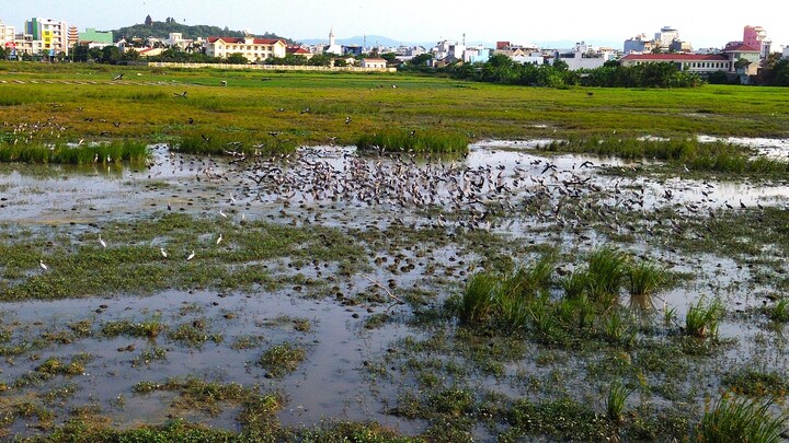 Theo ghi nhận, mỗi ngày đàn cò nhạn kiếm ăn tại cánh đồng bỏ hoang trên đường Trần Phú, chủ yếu là giun, dế, châu chấu và nhiều nhất là ốc bươu vàng.