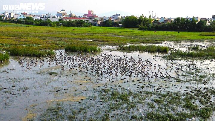 Cò nhạn (còn gọi là cò ốc), tên khoa học là Anastomus Oscitans, thuộc họ Diệc, bộ Hạc, ở bậc R (cực kỳ quý hiếm) trong Sách Đỏ Việt Nam. Trên thế giới, cò nhạn thường ở các nước khu vực Nam Á và Đông Nam Á.