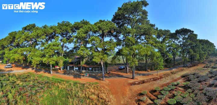 Nằm cách trung tâm nội đô Pleiku khoảng 10km, con đường có hàng thông trăm tuổi thuộc xã Biển Hồ (tỉnh Gia Lai) với vẻ đẹp lãng mạn đang là điểm check-in, chụp ảnh thu hút du khách.