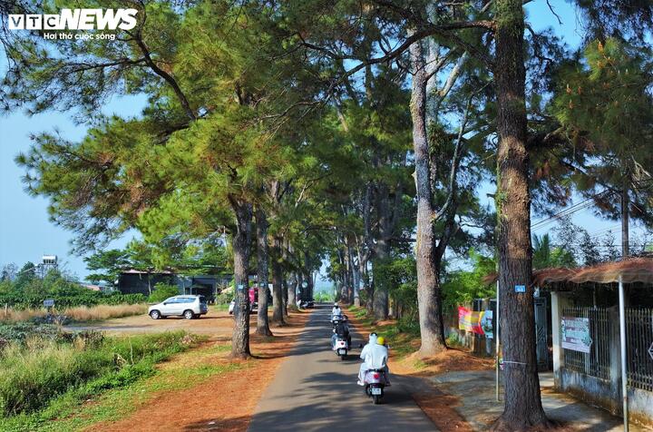 Khi đi bộ dưới vòm lá, tiếng gió thổi qua tán thông tạo nên một âm thanh đặc trưng mà người dân nơi đây vẫn ví von là "tiếng hát của đại ngàn". Cùng đó là mùi nhựa thông, mùi lá chè non tạo nên một bầu không khí trong lành.