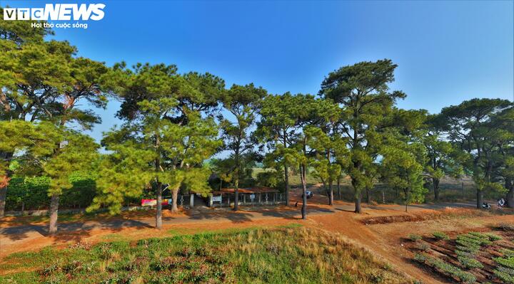 Theo lãnh đạo Công ty cổ phần Chè Biển Hồ, hàng thông cổ thụ ở Biển Hồ Chè được trồng và gắn liền với lịch sử của công ty khi thành lập vào khoảng năm 1925, đến thời điểm hiện tại còn lại 90 cây và được Công ty đánh số để bảo vệ. Nếu để ý sẽ thấy có những lớp thông khác được trồng sau, ở nhiều độ tuổi khác nhau.