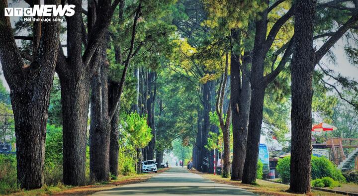 Con đường với hai hàng thông cổ thụ vươn cao, tán lá đan xen vào nhau tạo thành một vòm mái xanh mướt.