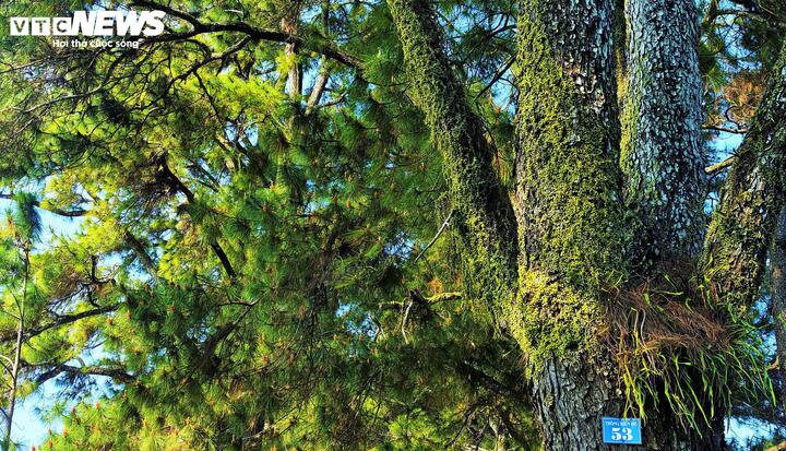 Tuy nhiên, sức hút của hàng thông không chỉ nằm ở không gian lãng mạng, ở những bức ảnh "sống ảo" mà còn ở giá trị lịch sử với tuổi đời trăm năm. Toàn bộ những gốc thông đều được phủ lớp rêu xanh, minh chứng trường tồn với thời gian.