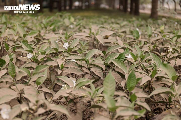 Người Hà Nội 'ngộp thở' giữa bụi mịt mù từ công trình xây dựng - 16